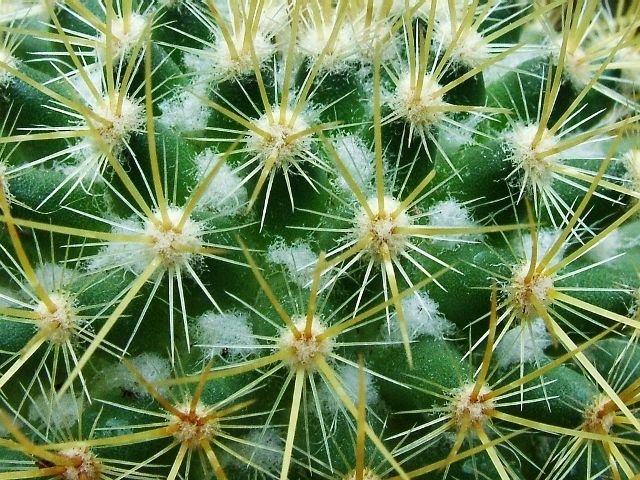 Mammillaria _rhodantha _ssp.pringlei _06
